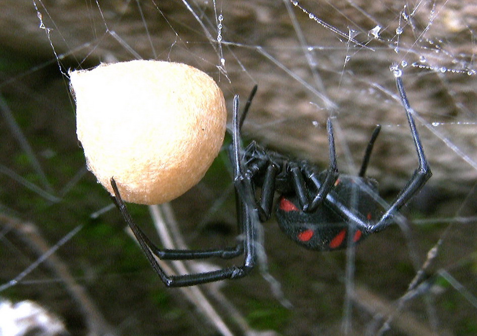 Latrodectus tredecimguttatus con ovisacco - S.G. Rot. (FG)